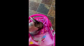 'He went NUTS!' - Furious ferret frantically fights his way out of a baby stroller