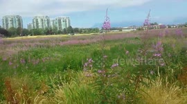 walking among the lavender fields at the Garden City Lands: Community Farm and Bog Conservation Area
