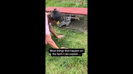 'But how?!' - Farm woman finds her ducklings in her buck rabbit's cage