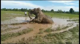 Desperate 20-hour rescue effort tries to save elephant stranded in muddy field