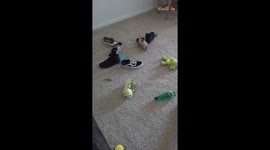 Cute dog hides from the owner after making a mess in the bedroom