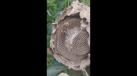 Fearless bee-hunter ventures inside giant hornet's nest