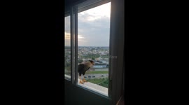Man feeds hungry hawks through his window