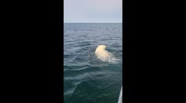 Polar bear found swimming in Hudson Bay, Canada
