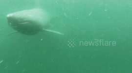 This is what it looks like being chased by a huge basking shark