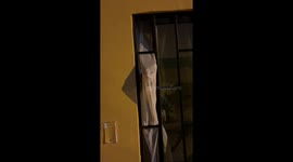 Cat spotted pressing face against curtain to spy from window