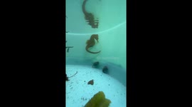 Very rare this far north global warming big storm push him/her up north Cape cod sea horse. Will this be the new world or just hear by chance??