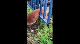Chinese officials save roe deer trapped in iron fence
