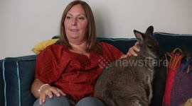 Woman adopts wallaby rejected by mum - and now he lives in her home as a pet