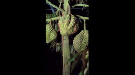 China's Hainan harvesting first batch of domestic durians