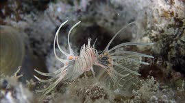 Baby Lionfish in shallow waters near Solymar Reef Marsa resort, Marsa Alam, Egypt