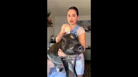 'My pet PIG sleeps in bed next to me – it's like caring for a toddler' Part 2/3