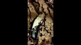 An incredible time lapse of the molting process of a black Wide-horned hisser