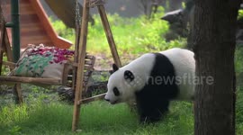 Giant panda Xi Le celebrates 10th birthday at Tianjin Zoo