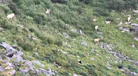 Dramatic standoff between giant panda and antelopes captured in China's natural reserve