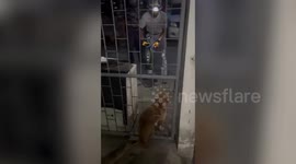 Dog with body stuck in iron gate rescued by firemen in Thailand