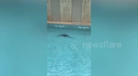 Cheeky monitor lizard caught swimming in family’s pool