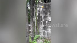 Tourist amazed by huge cactus crawling along city electrical poles