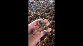 Man easily catches field crabs with his bare hands