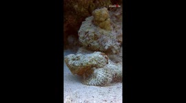 Diver left awe-stung as he encounters an intimidating Devil Scorpionfish