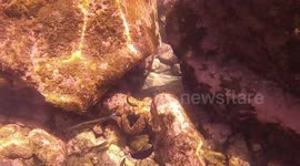 Starfish and other fish fought for a sea urchin. We clearly see all the action.