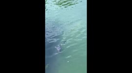 Diners delighted as they spot baby great white shark swimming near coast in California