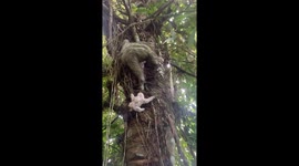 Mama Sloth and her Baby