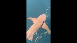 Diver removes garbage bag ensnared in shark's gills