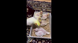 Love in a tray: a mother parrot's care for her little ones in Izmir, Turkey