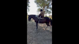 A Dog and His Steed