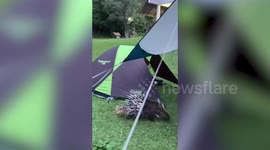 Porcupine and wild deers raid camp site in Thailand