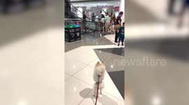 Curious pet pomeranian stands on hind legs while watching shoppers