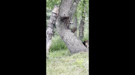Baby raccoons play under the watchful eye on pet dog