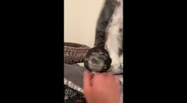 Adorable pet pigeon playfully fights with the owner *Hilariously Cute Moment*