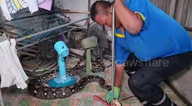 Hungry 13ft python eats caught while eating shocked pensioner's pet cat