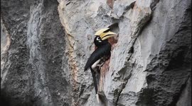 Rare hornbill fledgling captured flying into sky from cave