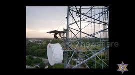 Bald eagle rescued after getting its wing stuck in a communications tower