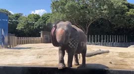 Elephant cools off by being sprayed with water in Japan