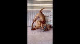 Charming canine shenanigans: dog delights in self-play on the couch!