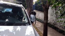 Sagui Monkey in Urban Area in Sao Paulo, Brazil