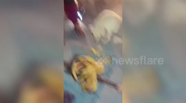 Newborn puppy stuck under manhole rescued in Thailand