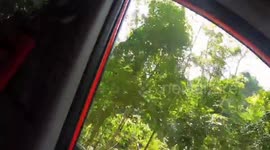 Brazen monkey climbs inside moving car to steal food