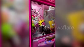 Adorable pet French Bulldog sits inside toy claw grabber arcade machine