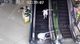 Girl's swift action saves boy from terrifying escalator trap in China