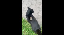 Unconventional cat and mouse chase: when the prey strikes back in Lviv, Ukraine!