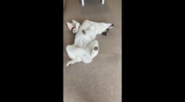 Does Your Dog Lounge in This Position Too?