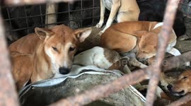 Dozens of cats and dogs rescued from slaughterhouse in Indonesia