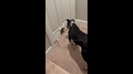 Houdini Dog Squeezes Through Cat Door