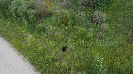 Drone Captures Black Bear Cub Climbing Tree