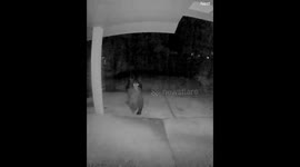 Ring Doorbell Captures Mating Bears